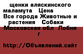 щенки аляскинского маламута › Цена ­ 20 000 - Все города Животные и растения » Собаки   . Московская обл.,Лобня г.